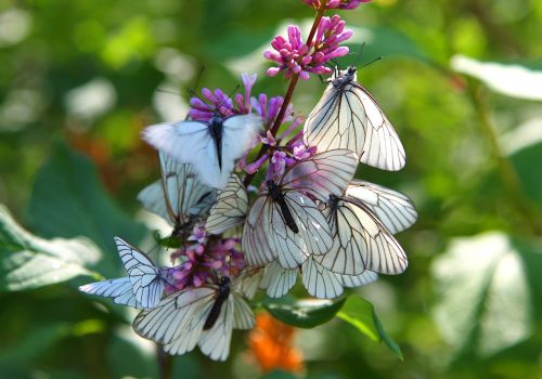 instinct butterfly spring