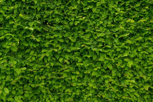 intense green wallpaper with hornbeam hornbeam hedge