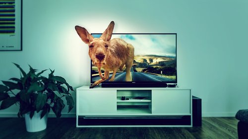 interior  tv  kangaroo