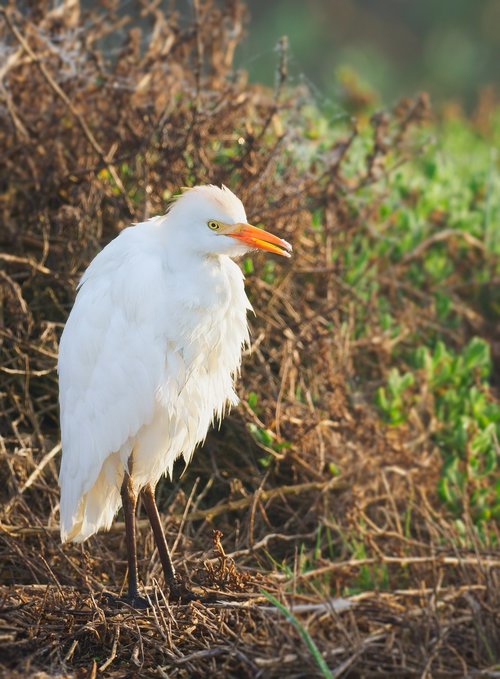 intermediate egret  bird  egret