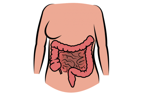 intestine human body the digestive system