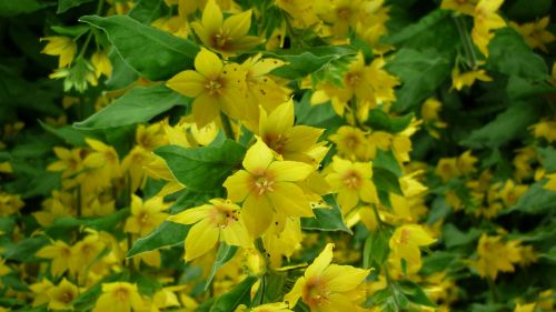 inula flower garden yellow flowers
