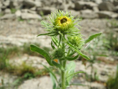 inula britannica british yellowhead meadow fleabane