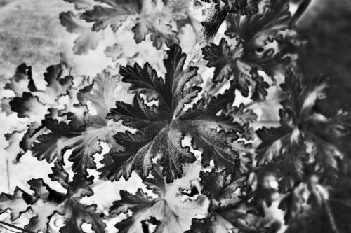 Inverse Geranium Leaf