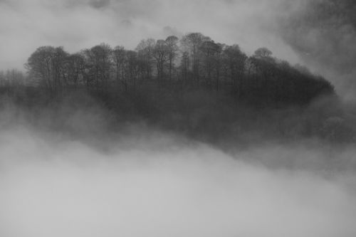 inversion trees mist