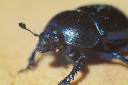 invertebrates  no one  the beetle