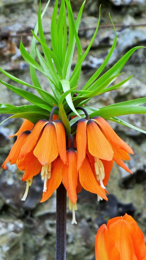inverted tulip crown imperial orange flower