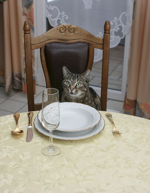 invitation to dinner cat table