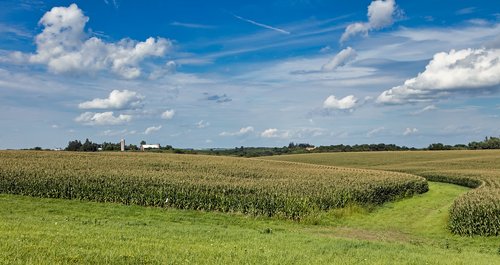 iowa  corn  cornfield