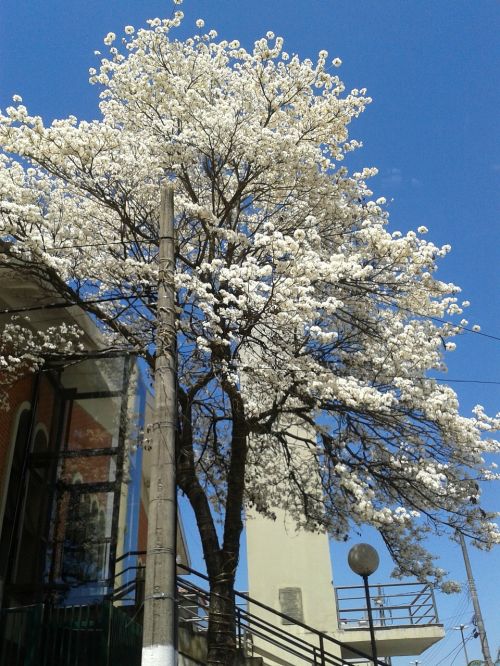 ipê white tree