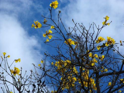 ipê yellow flora