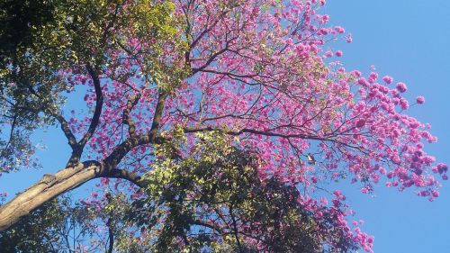 ipê rosa flowers spring