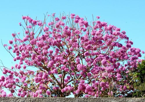 ipê rosa tree wood