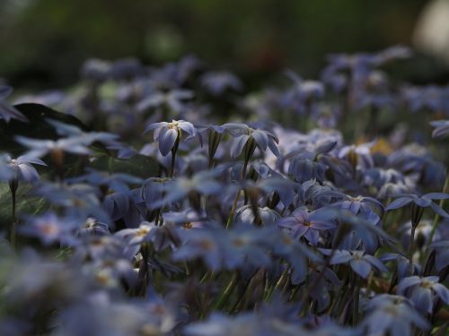 ipheion uniflorum flowers blue