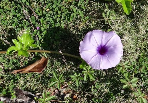 ipomoea cairica ivy-leaved morning glory coastal morning glory