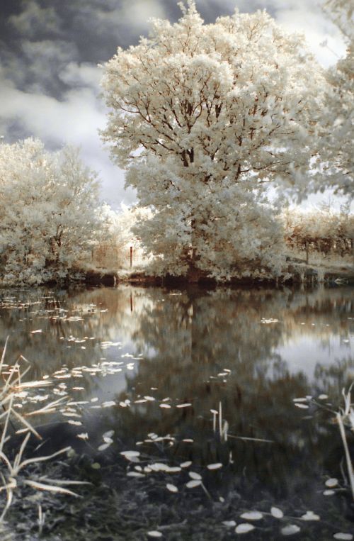 ir infrared tree