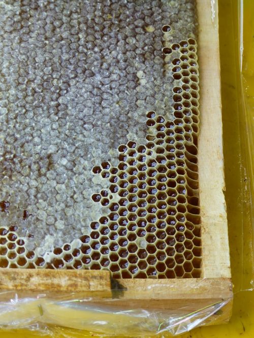 iran honey honeycomb