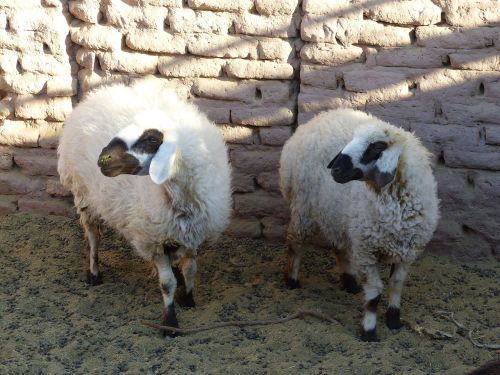 iran sheep desert