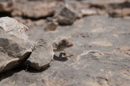 iran  gecko  desert