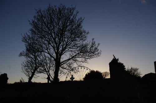 ireland shadow tree