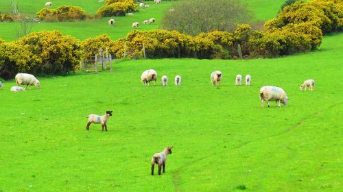 ireland sheep green