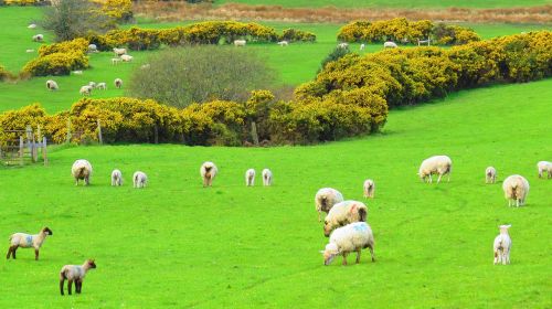 ireland sheep green