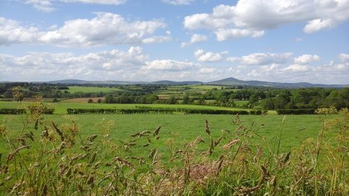 ireland fields grasses