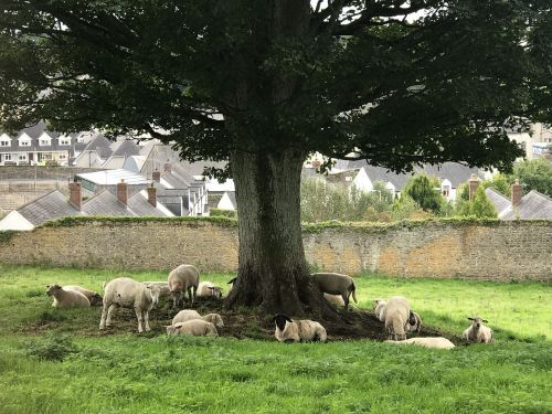 ireland landscape sheep