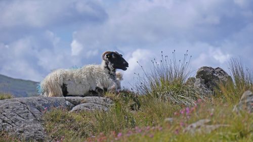 ireland sheep landscape