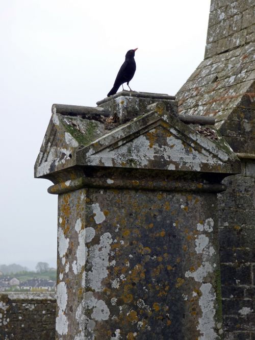 ireland crow bird