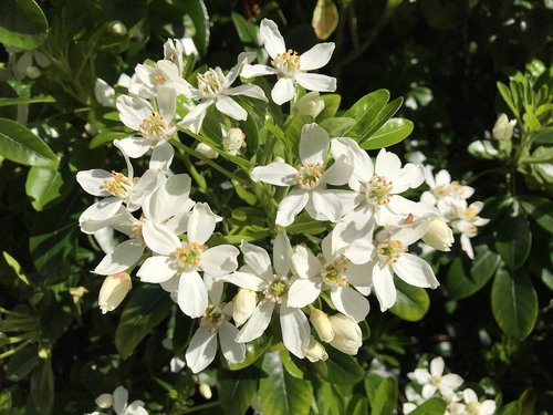 ireland  irish  flowers