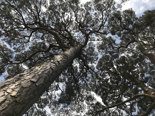 ireland  irish  trees