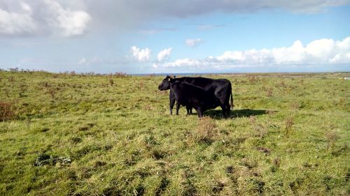 ireland cow field