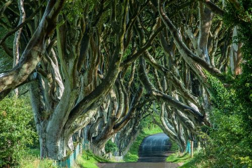 ireland tree lined avenue trees