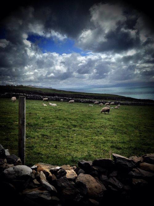 ireland sheep landscape