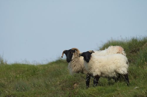 ireland sheep landscape
