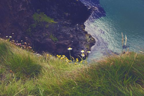ireland sea flowers