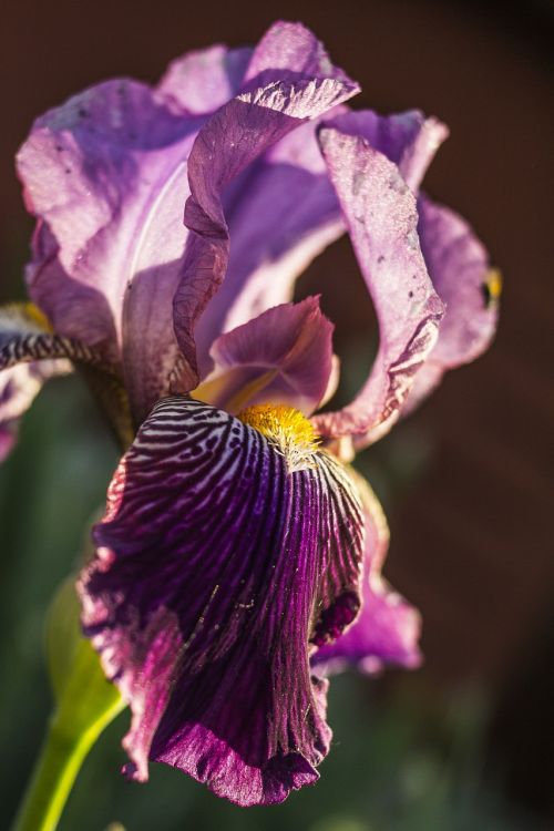 irideae iris flower