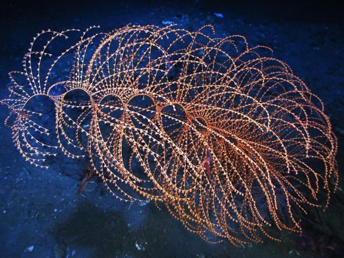 iridigorgia deep coral life