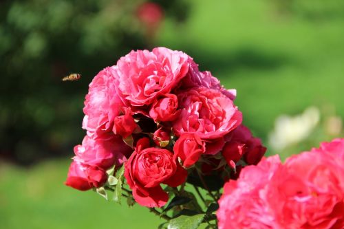 irina roses rose garden