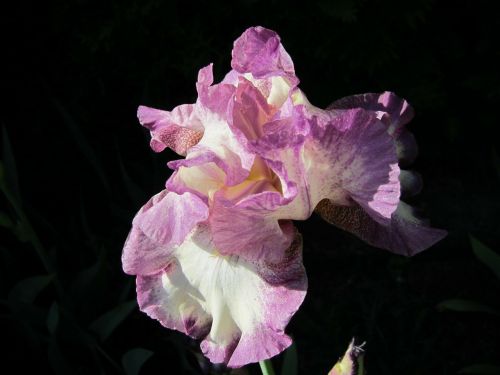 iris cape cod floral