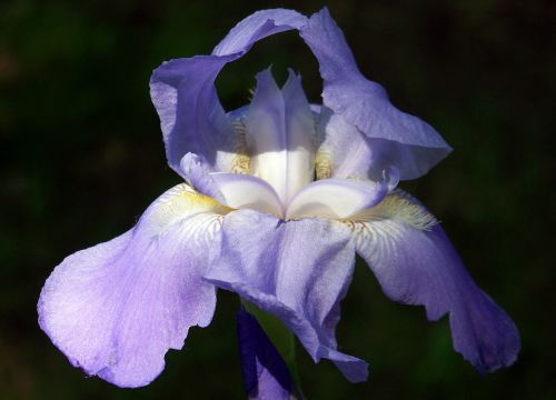 Iris