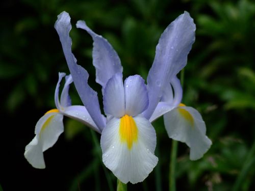 iris flower open