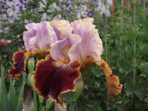 iris flowers garden