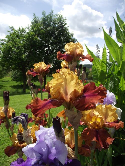 iris flowers garden