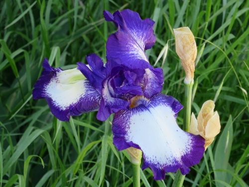 iris violet purple