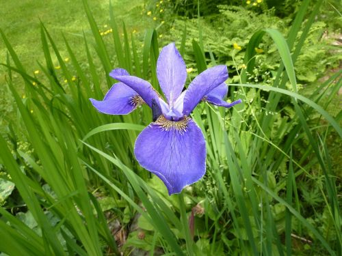iris blue nature