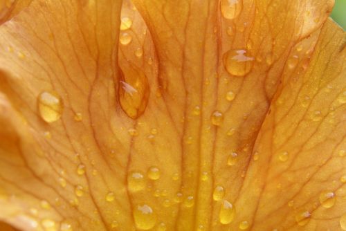 iris flower raindrop