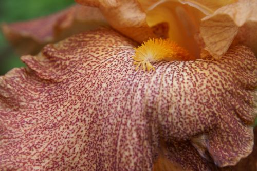 iris flower raindrop