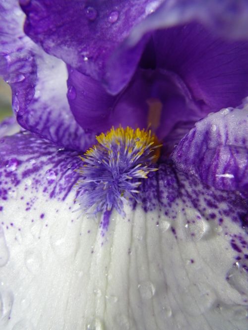 iris flower blossom